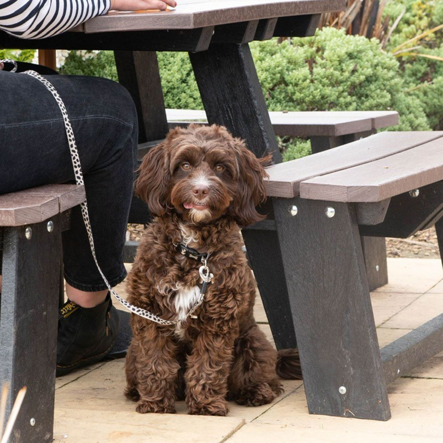 Your local dog friendly pub in Sheffield